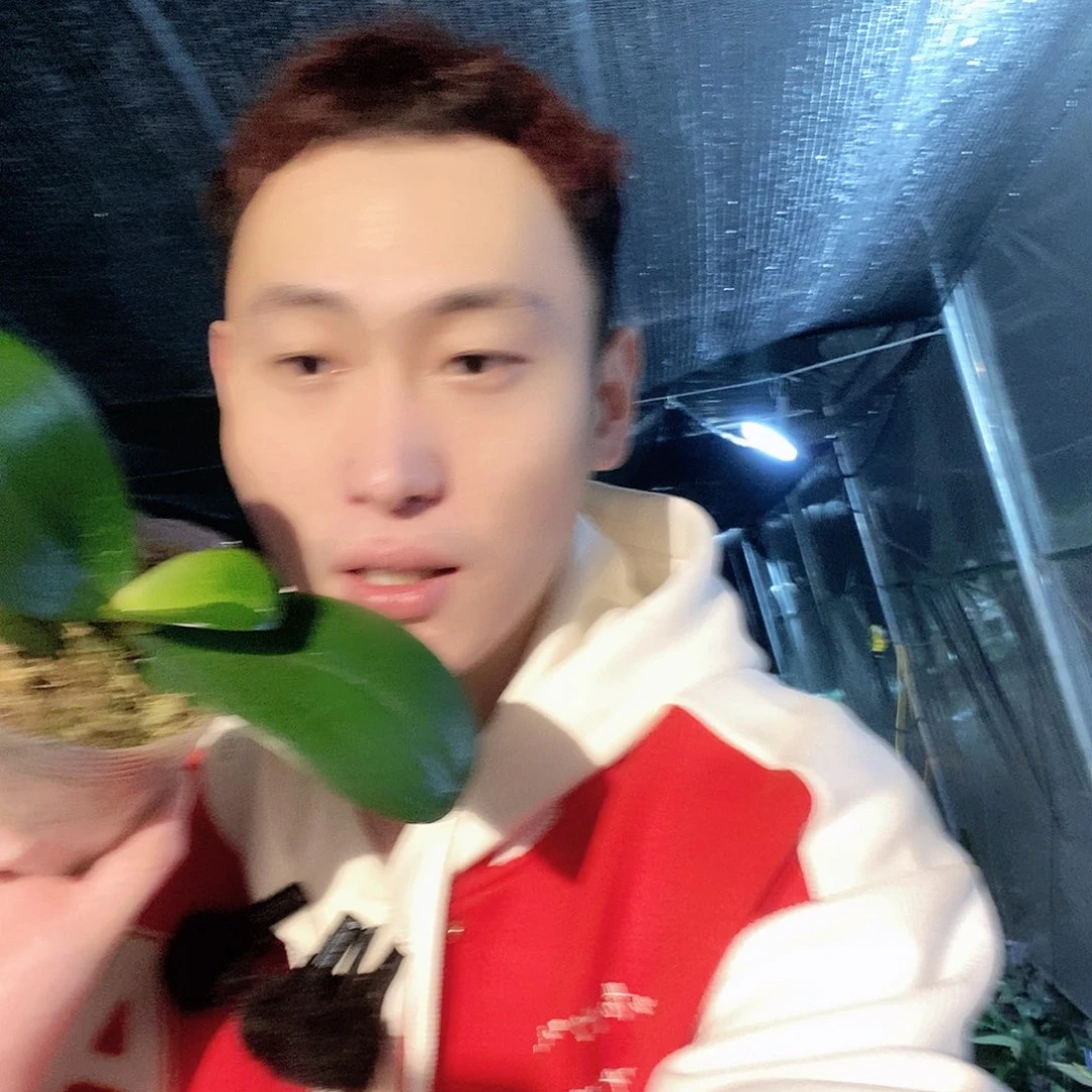 无花朵天资蝴蝶兰