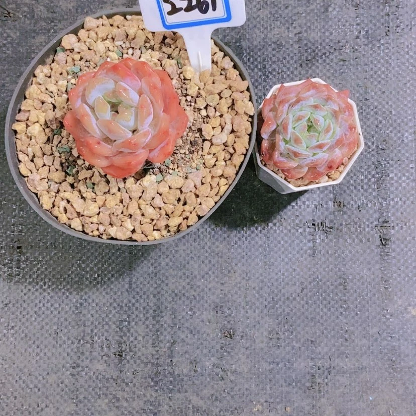 【闪购商品】吖*2261两颗
