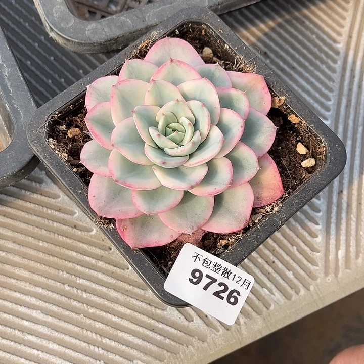 阿雅园艺。        9726奶油黄桃