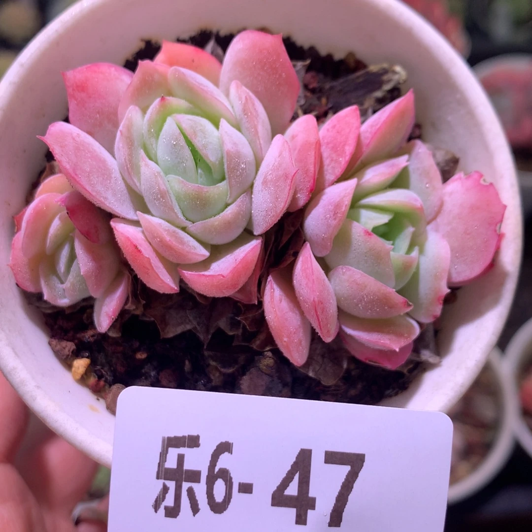 乐然 6-47 粉妍群