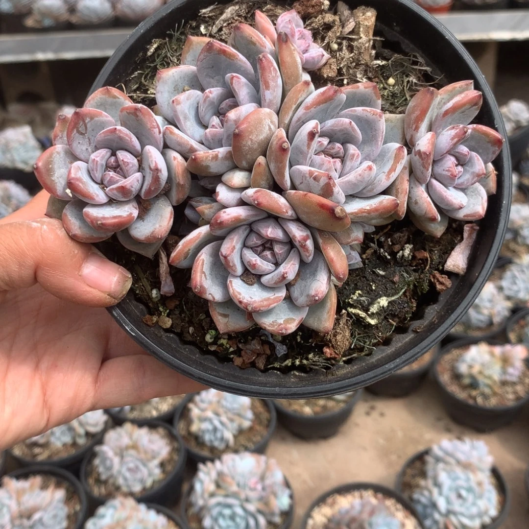 无花朵无砍13头哈哈哈哈哈哈哈