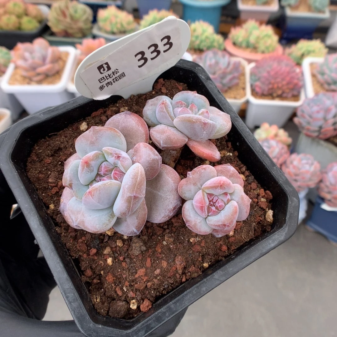 333 粗腿飘枝石榴籽星影