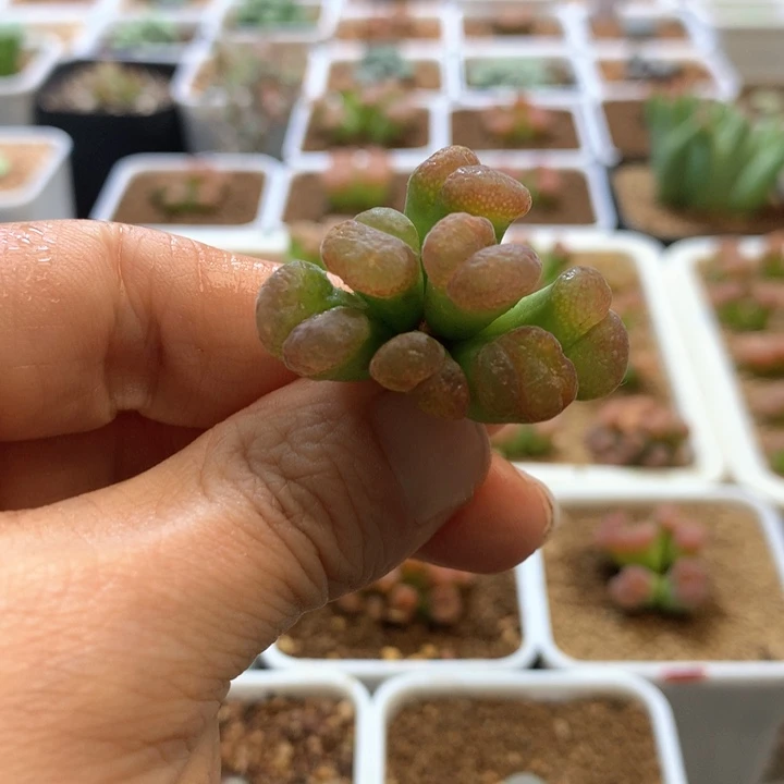 s*i特特特专拍 肉锥植物