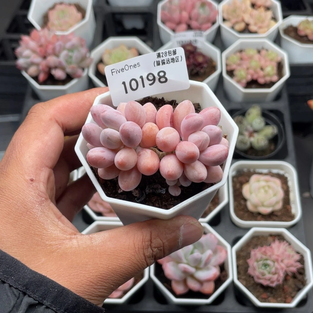 10198粉色恋人4.5厘米