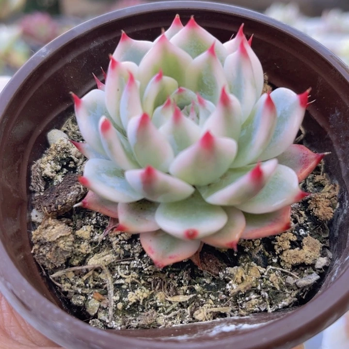 吉娃娃锦多肉植物960