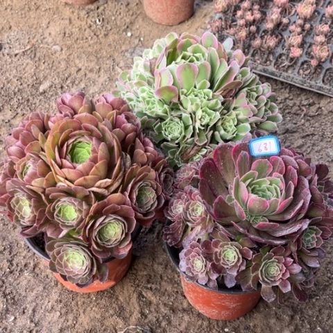 681多肉植物组合
