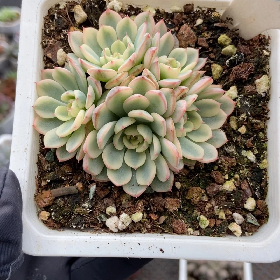 985忌廉锦多肉植物