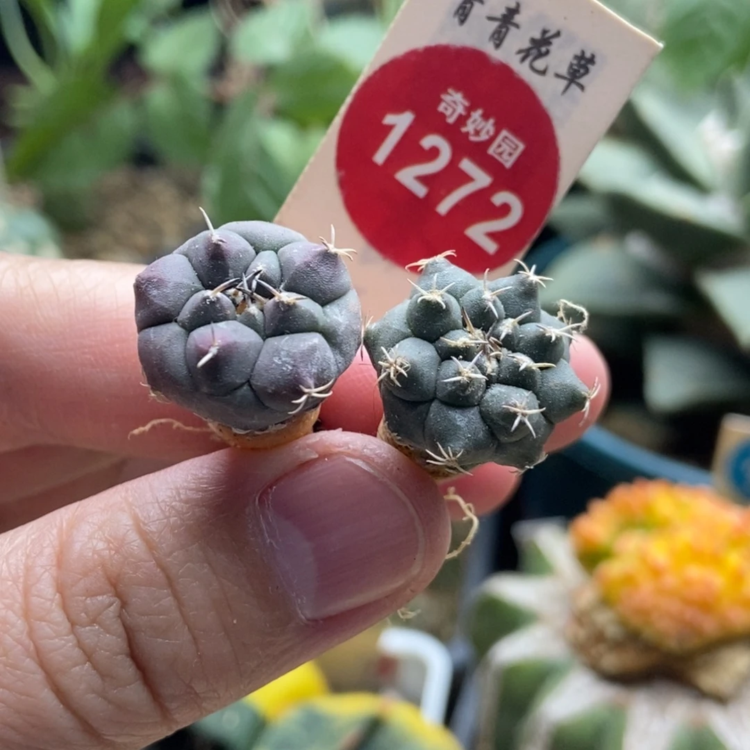 两颗冬云娇丽36880