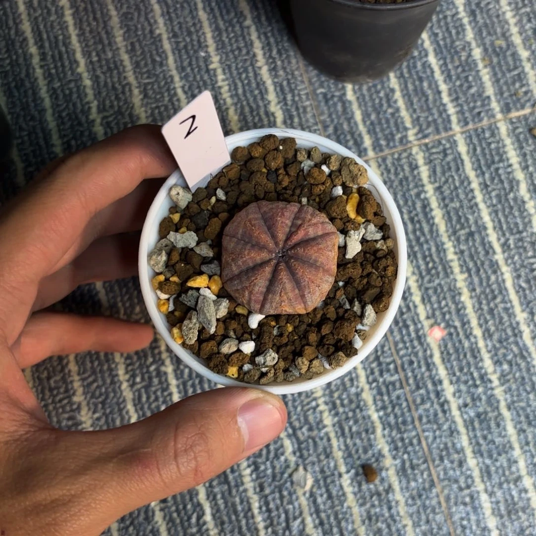 人*一布纹球哈哈哈哈哈哈哈哈