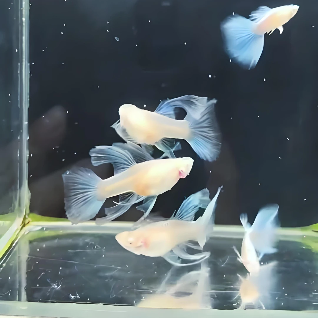 蓝白大C孔雀鱼小型热带观赏鱼 高品质精品观赏鱼 笨母C公