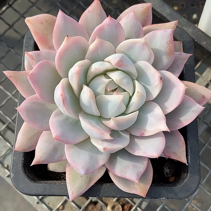 粉蓝鸟锦多肉植物