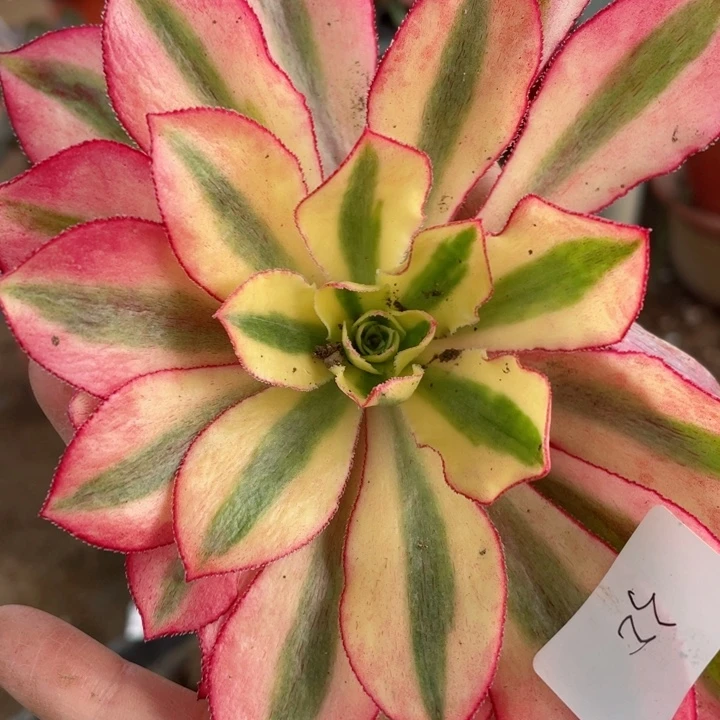 32魅影多肉12345678