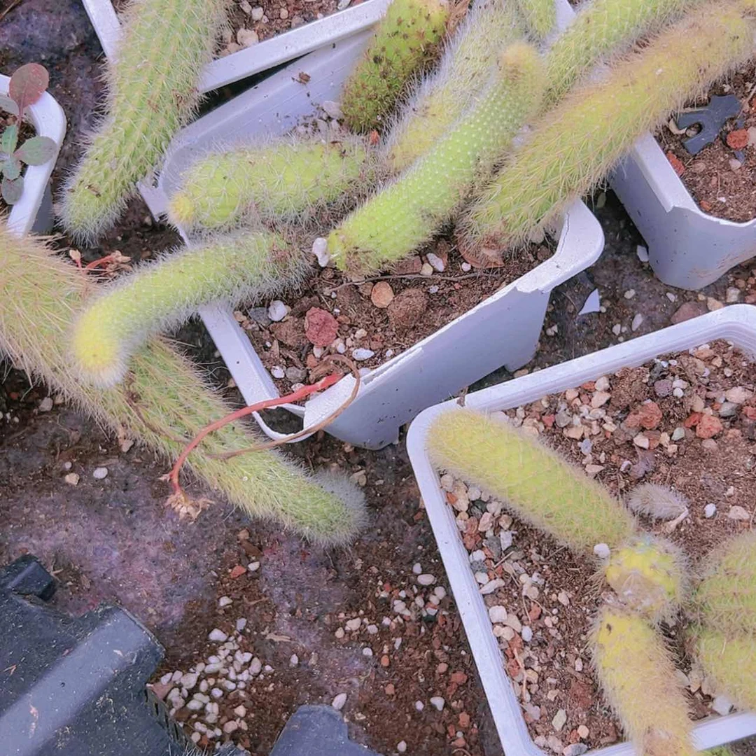 【闪购商品】2盆大群九尾狐瑕疵