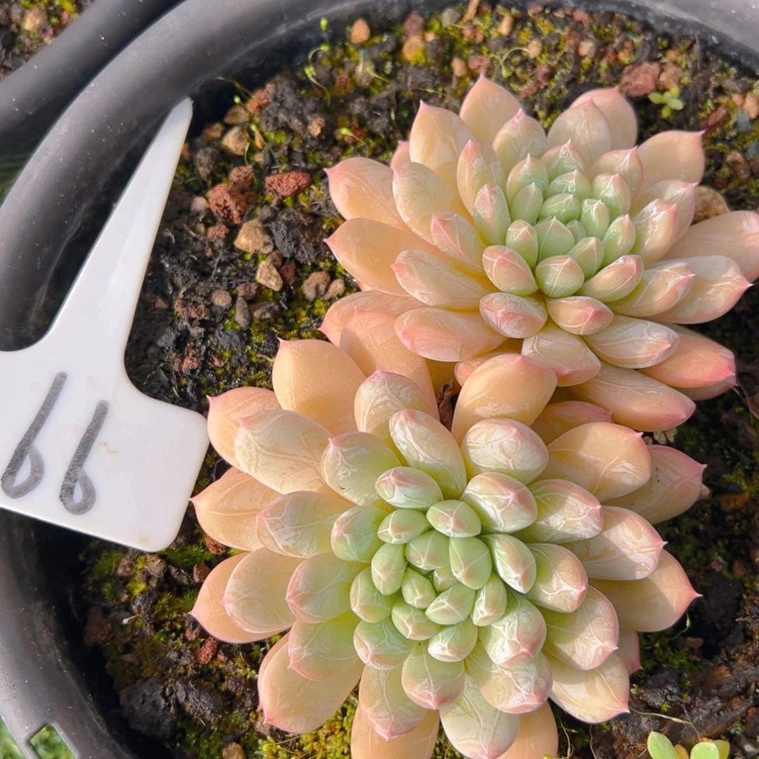 福利来了来了来了来啦