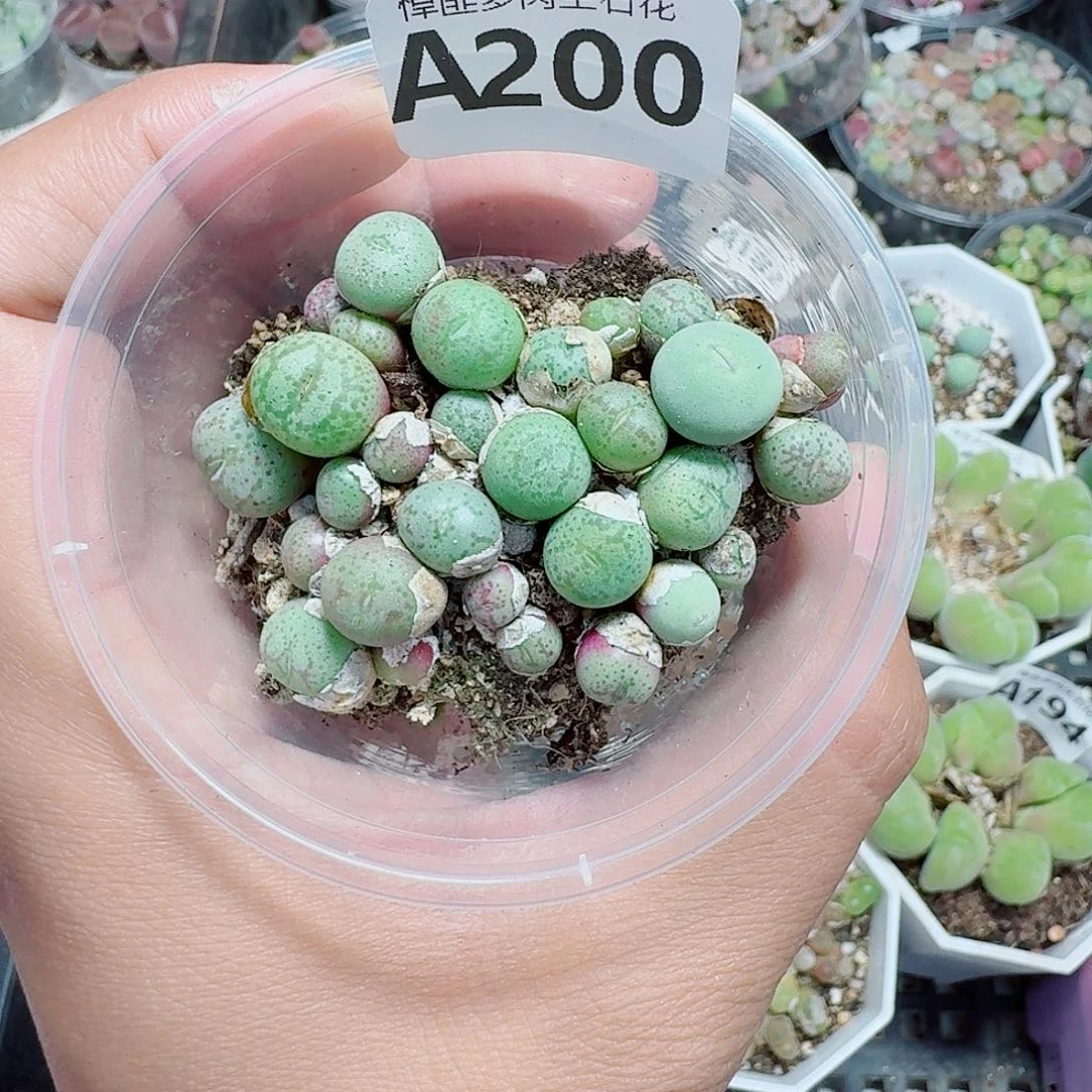 200多肉植物多肉植物