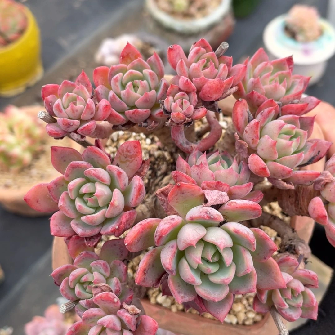 娜娜整装无砍老桩