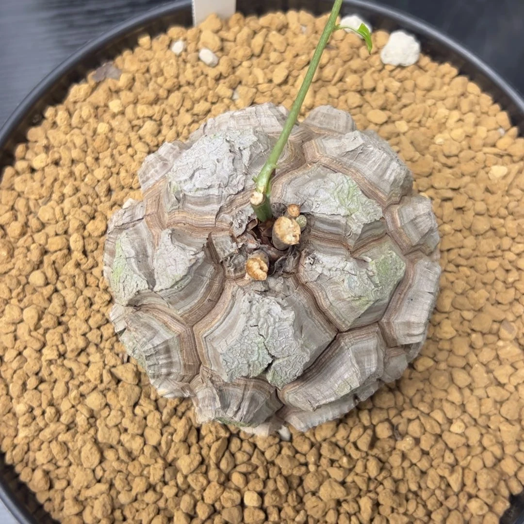 精品盆栽养定的龟甲龙920号