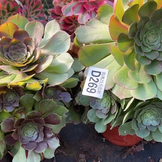 墨*微多肉植物两个