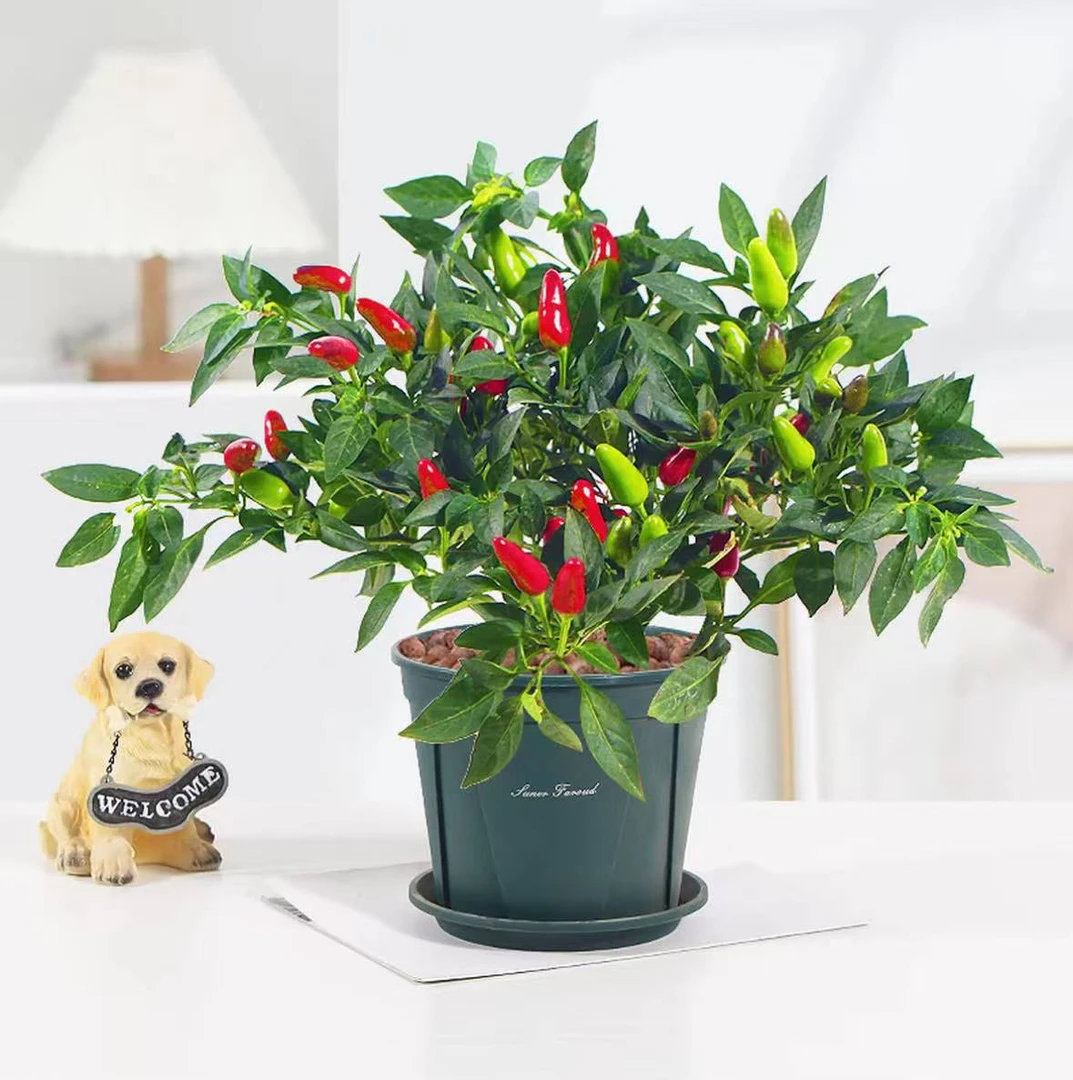 【基地直发】青红朝天椒苹果椒盘栽室内阳台观赏