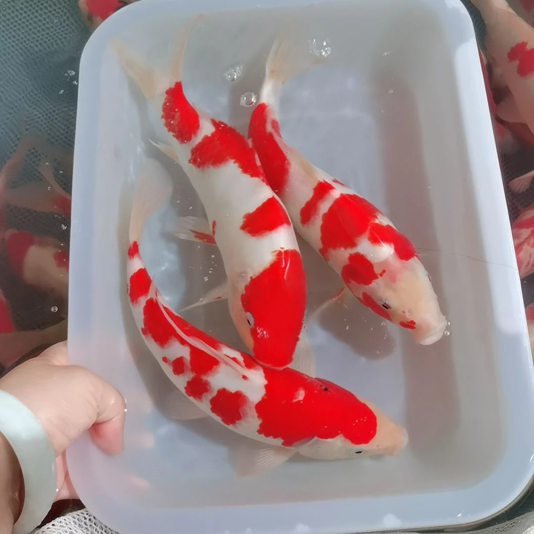 锦鲤精品红白锦鲤一盆