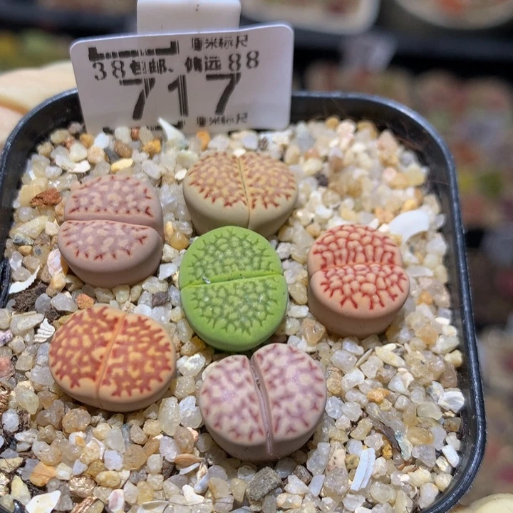Sss精品生石花717