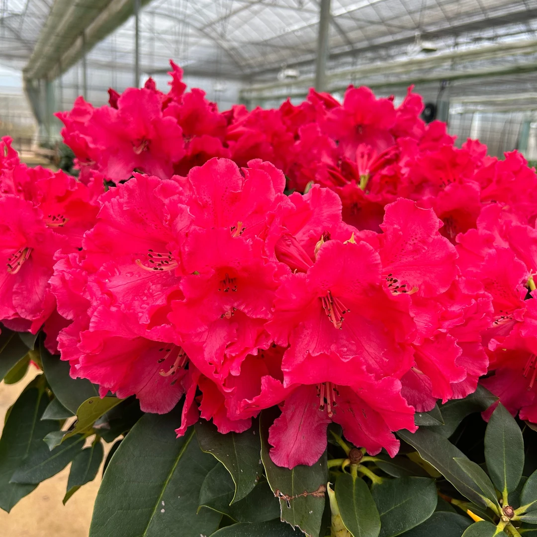 玛丽塔·大红色高山杜鹃 1.5加仑两年苗【花芽发货】