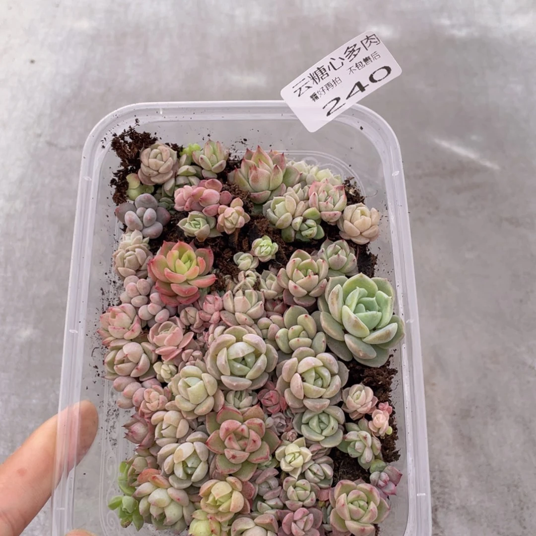 云糖心多肉植物240