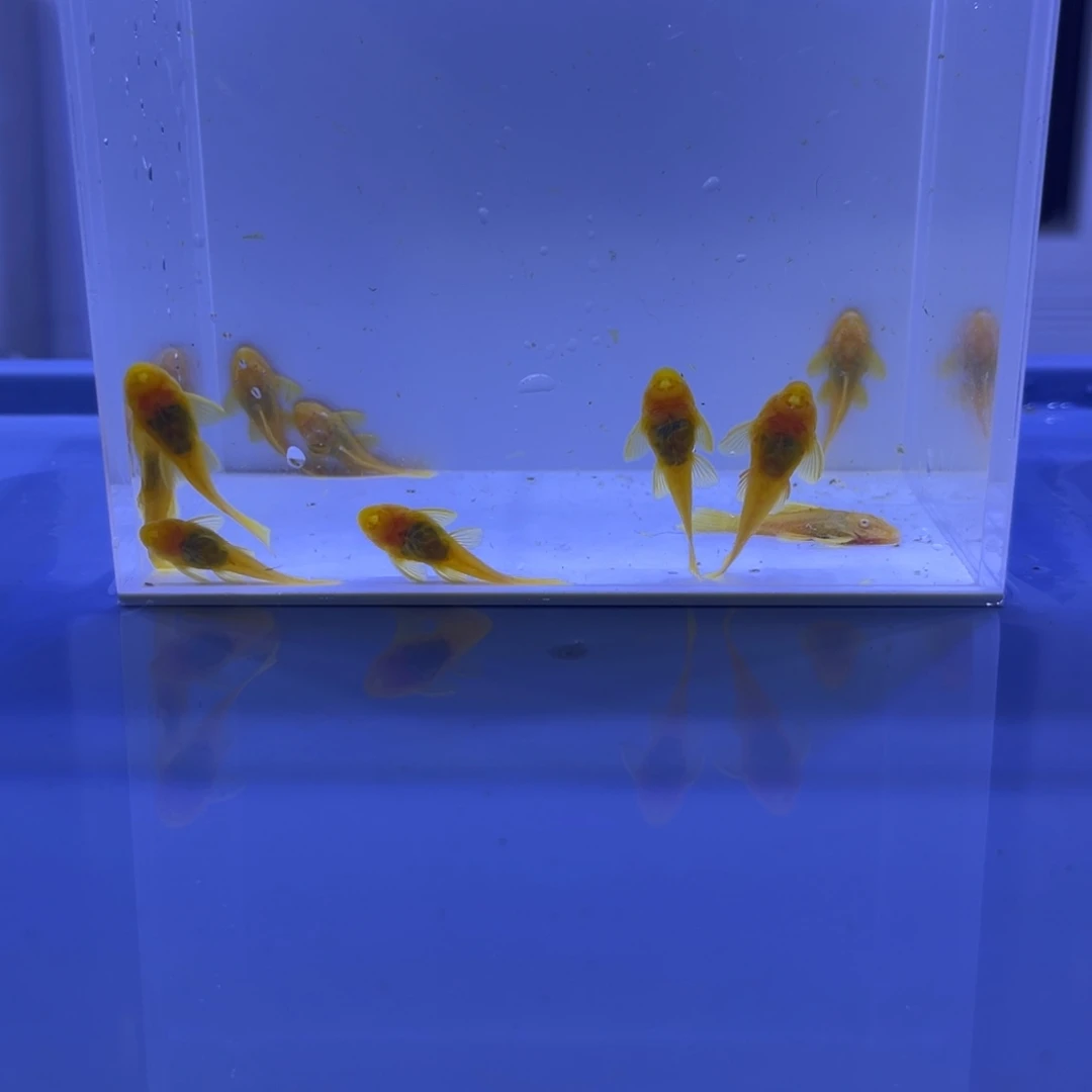 孔雀鱼胡子十条开箱视频报损