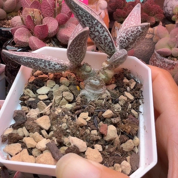 一物1️⃣拍，带盆土发货