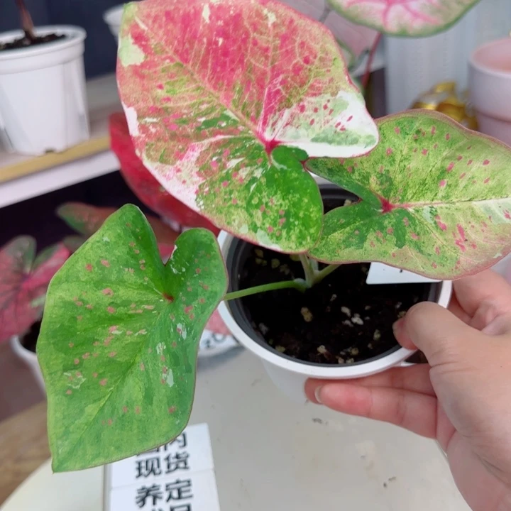 无花朵泰彩巴拉米小苗Q3021
