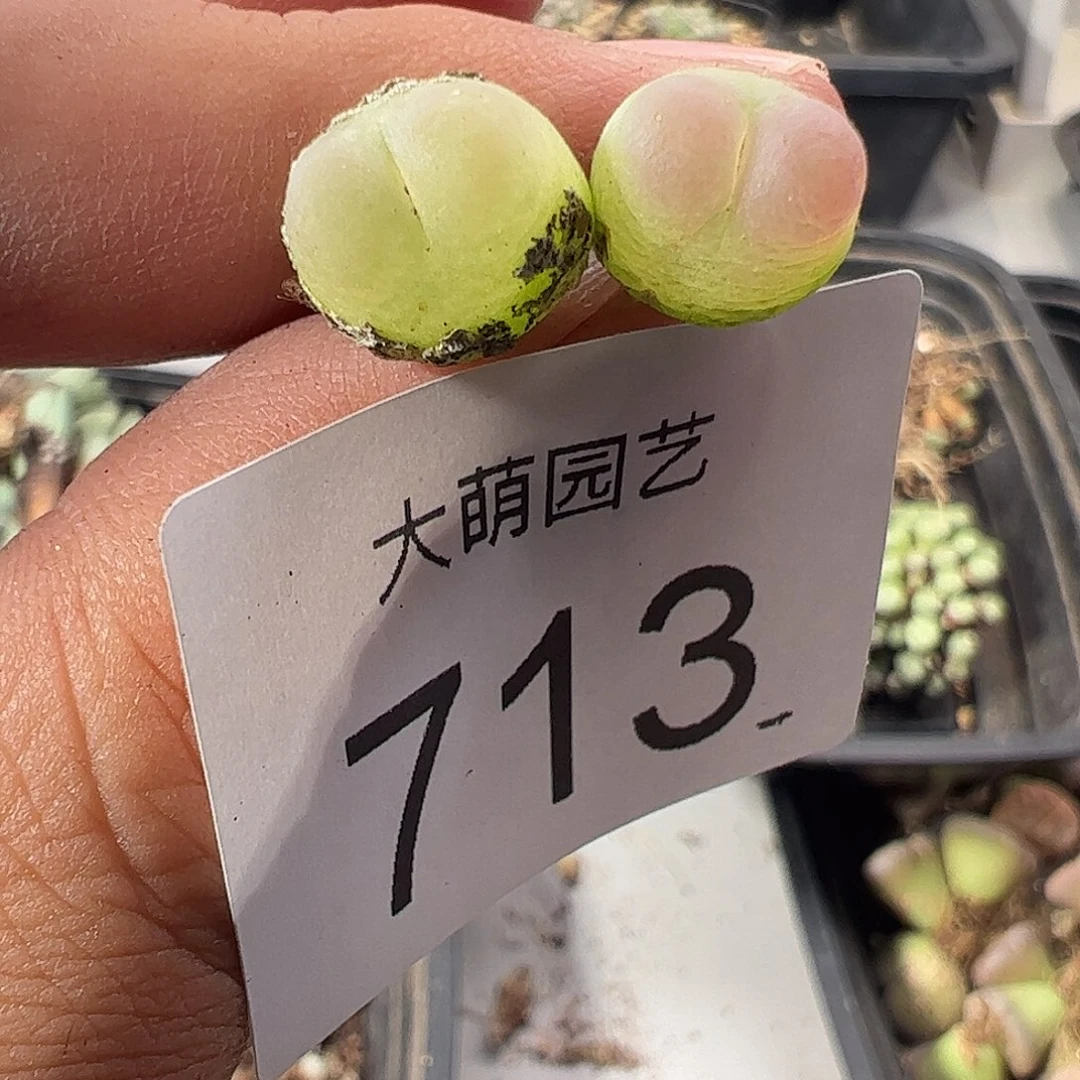 一物一拍默认微瑕。 713