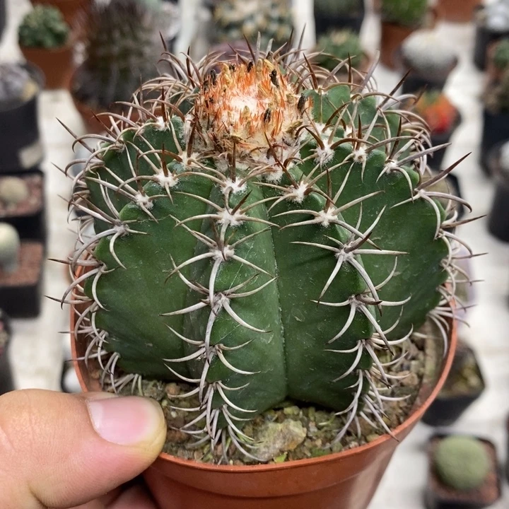 实生魔云特价福利