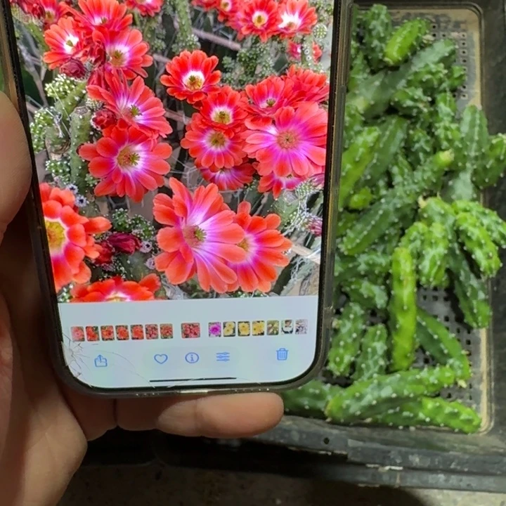 301橘水仙无根侧牙小一个，20包邮
