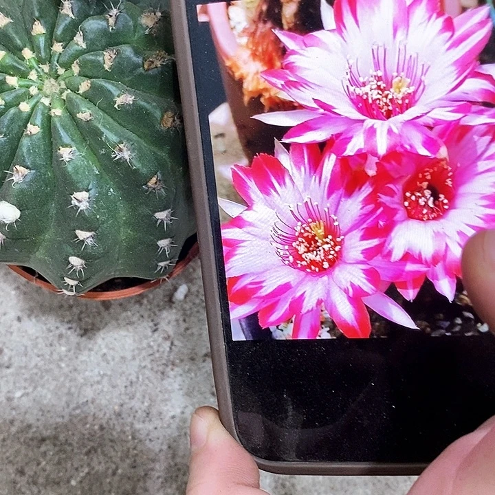 禅衣丽花，wtiooppp