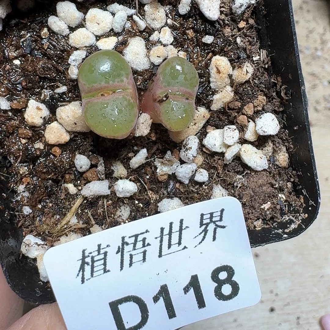 118号多肉植物哇f f g