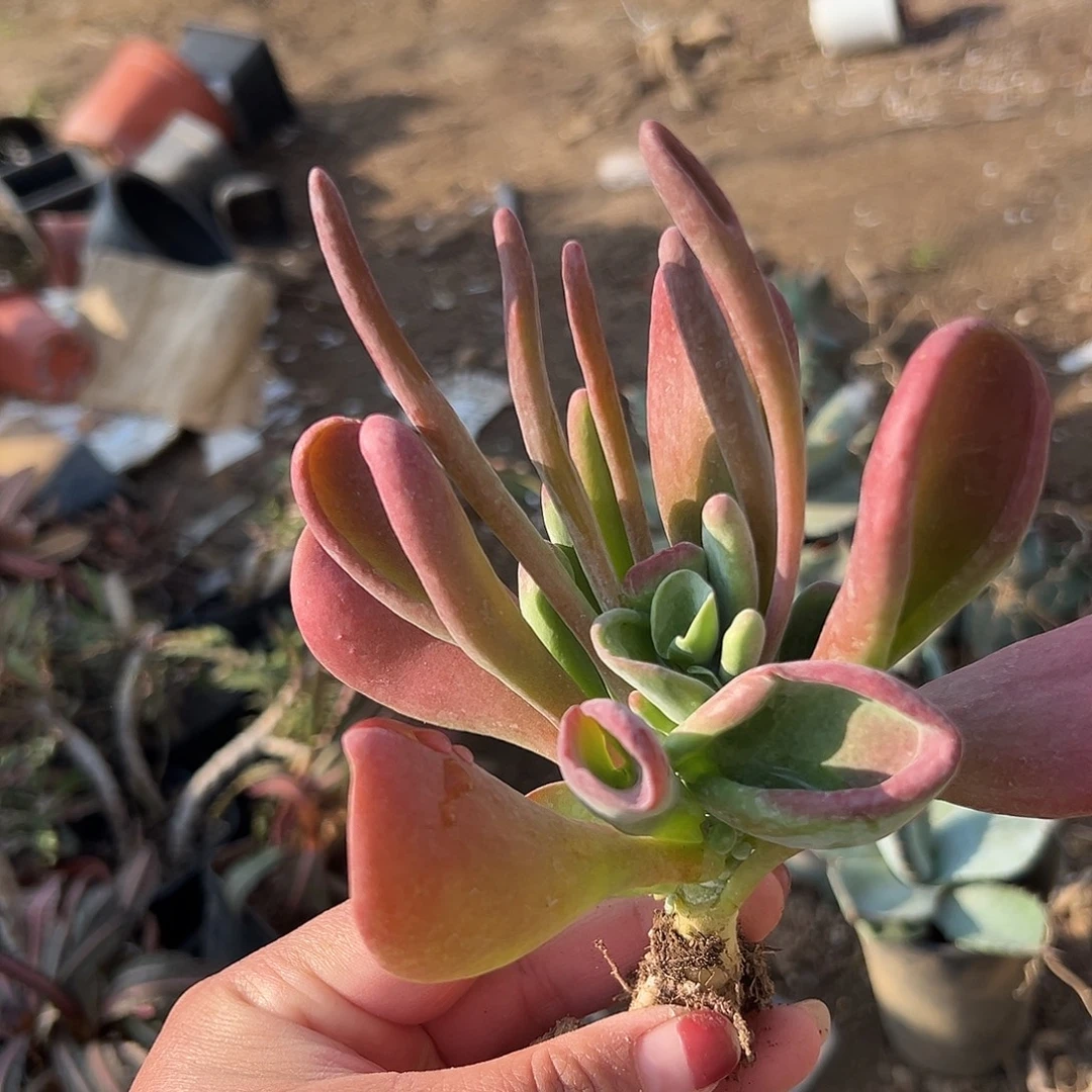 多肉植物火狐狸群