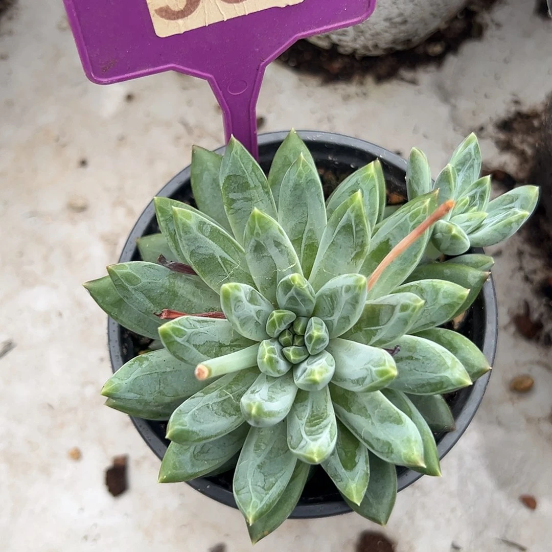 水晶萝莉多肉植物339