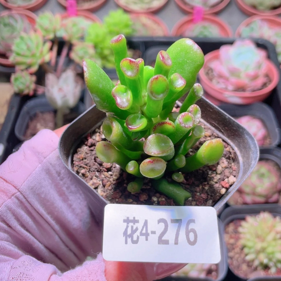 花利美4-276吸财树