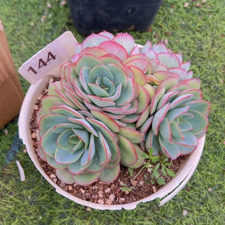 Y****～健健康康平平安安