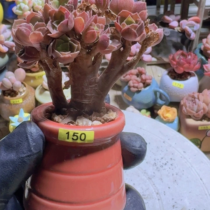 一物一拍编号150