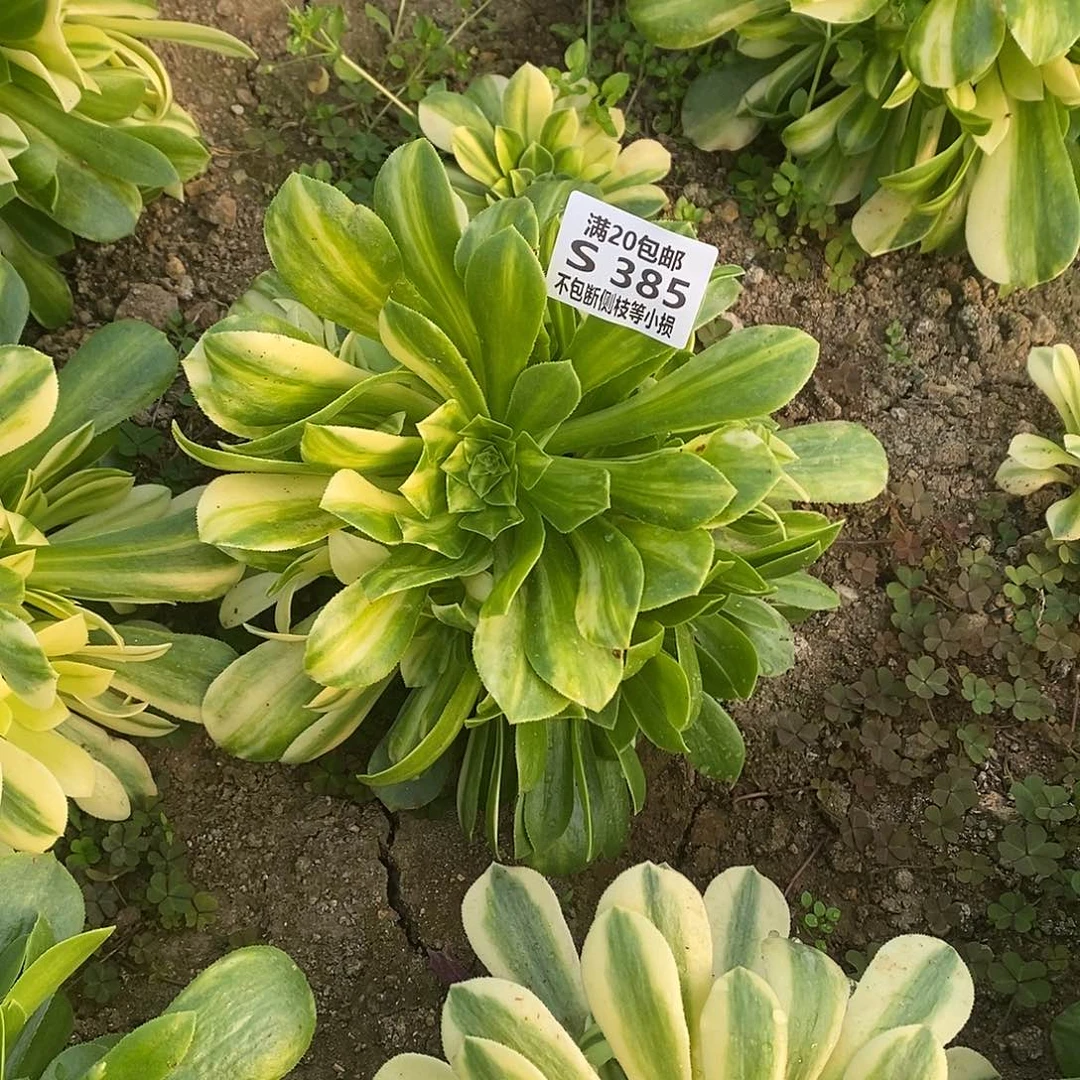 385五彩琉璃多肉法师锦