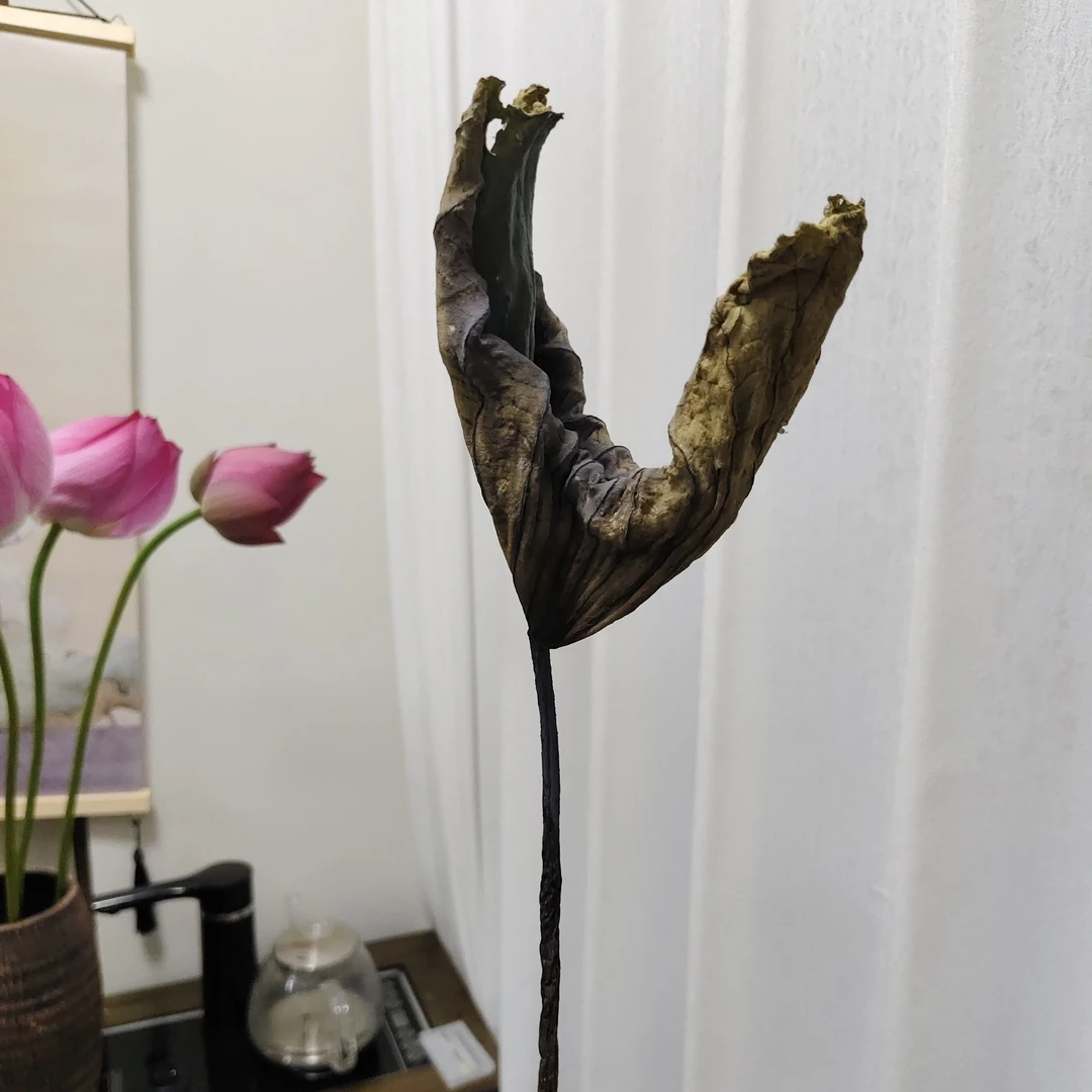 古法阴干荷叶嫩月牙禅意诧寂风百搭荷花莲蓬