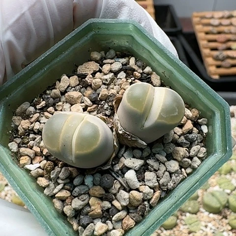 3733，绿橄榄净窗双头带盆