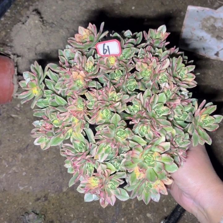 甜茶一物一拍61多肉