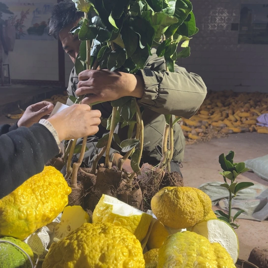 太***阳当前无花朵，栽培后可花朵8714大苗10颗