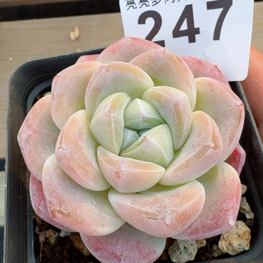 福利冰玉         多肉植物