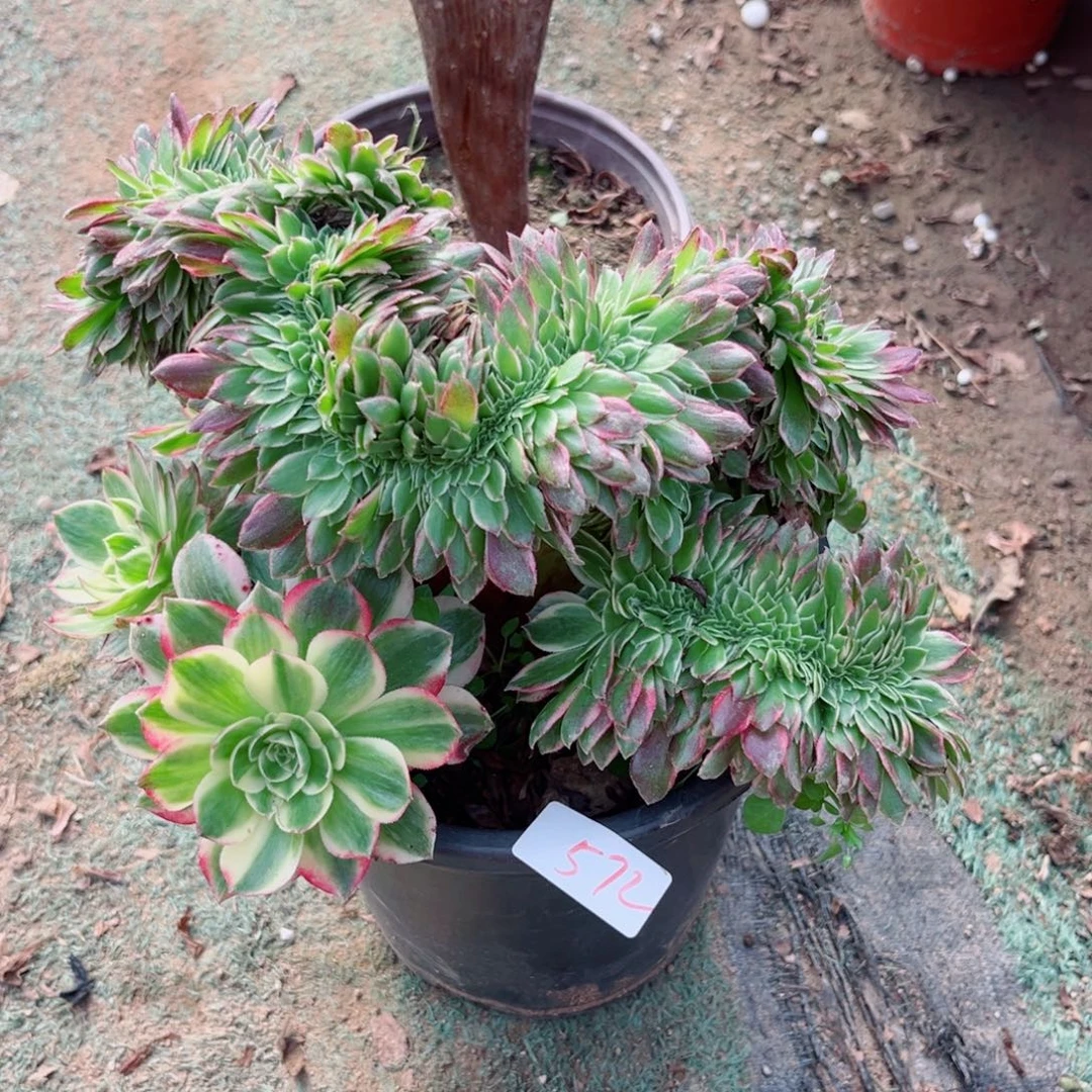 路***甲572海王法师缀化多肉植物
