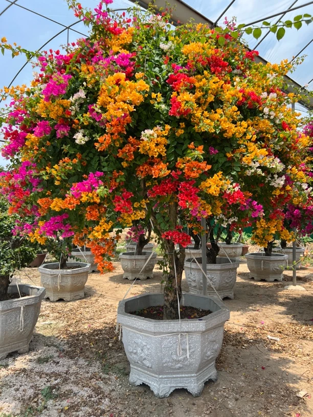 精品泰国五雀三角梅海棠勤户外老桩花卉正宗品种《直播间一物一拍》