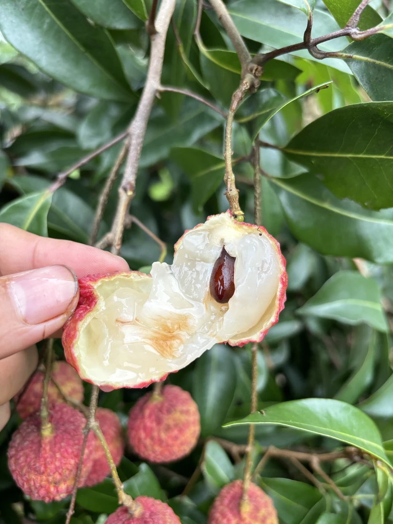 【省内包邮】广东高州糯米糍荔枝清甜核小肉厚多汁新鲜采摘冷链发货