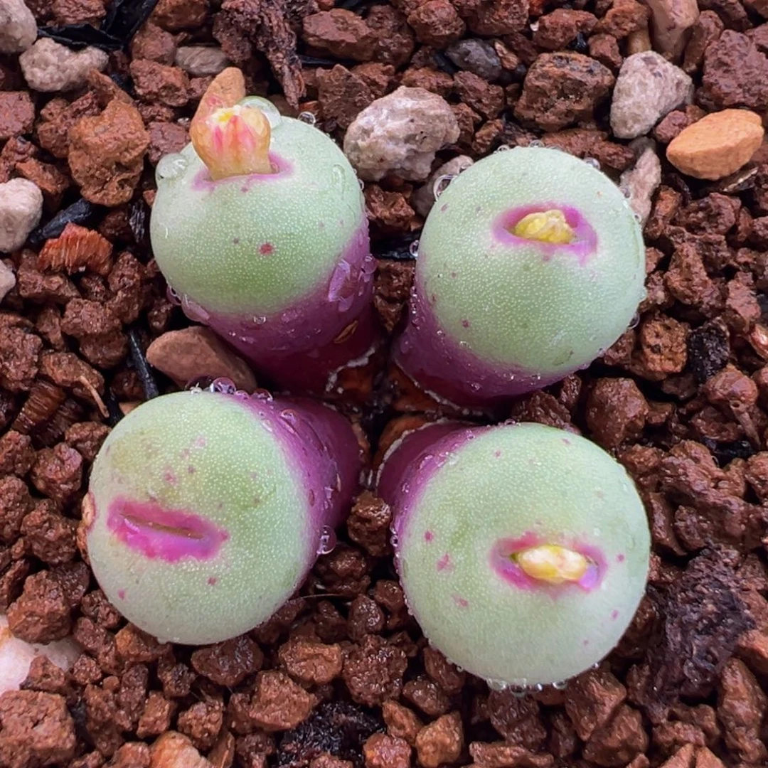 254多肉植物种类多样